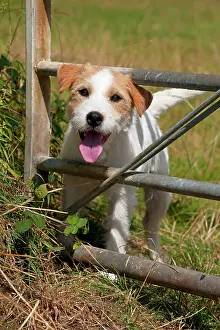 Gates: Dog - Parson Jack Russell looking through a gate