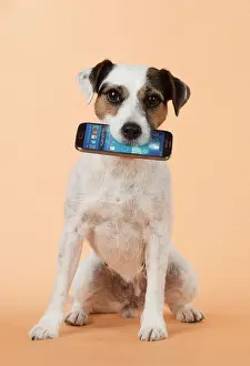 Phone: Dog Parson Jack Russell with mobile phone in mouth