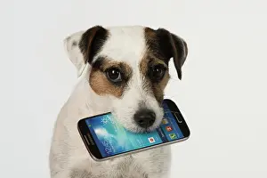 Phone: Dog Parson Jack Russell with mobile phone in mouth