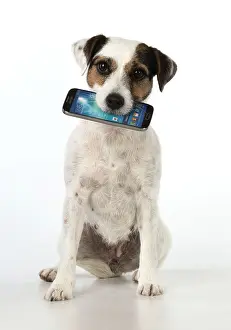 Phone: Dog Parson Jack Russell with mobile phone in mouth