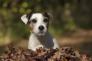100119: DOG, Parson Jack Russell in a pile of autumn leaves