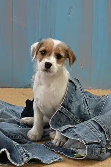 Denim: DOG Parson Jack Russell puppy ( 8 weeks old ) in