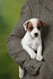 Tweed: DOG Parson Jack Russell puppy (8 weeks old)with tweed jacket