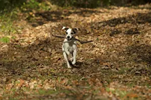 Sticks: DOG, Parson Jack Russell running in autumn leaves