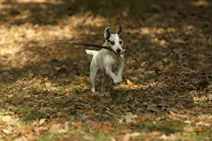 100119: DOG, Parson Jack Russell running in autumn leaves