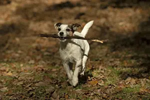 100119: DOG, Parson Jack Russell running in autumn leaves