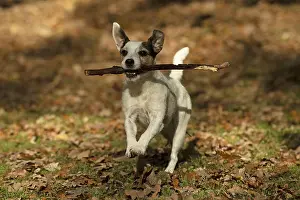 100119: DOG, Parson Jack Russell running in autumn leaves