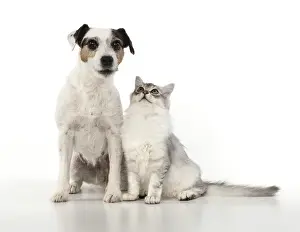 Tiffanies: DOG. Parson Jack Russell with silver Tiffanie cat