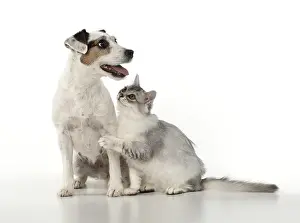 Tiffanie: DOG. Parson Jack Russell with silver Tiffanie cat