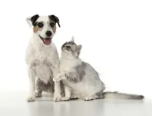 Tiffanie: DOG. Parson Jack Russell with silver Tiffanie cat