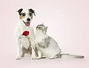 Tiffanie: DOG. Parson Jack Russell with silver Tiffanie cat