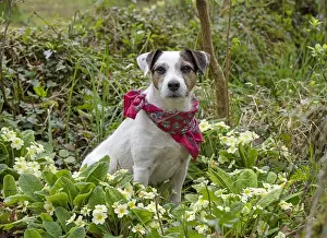 Scarf: Dog. Parson Jack Russell in a sping garden