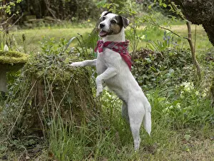 Scarf: Dog. Parson Jack Russell in a spring garden