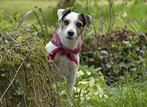 Scarf: Dog. Parson Jack Russell in a spring garden