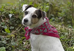 Scarf: Dog. Parson Jack Russell in a spring garden