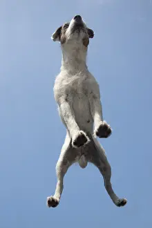 310818: DOG. Parson Jack Russell standing on glass taken from below
