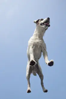 Parson: DOG. Parson Jack Russell standing on glass taken from below