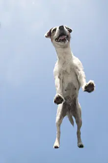 Parson: DOG. Parson Jack Russell standing on glass taken from below