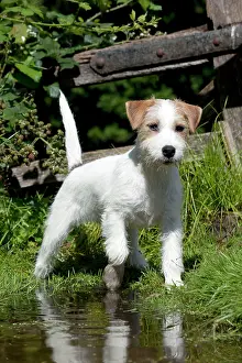 Paddling: DOG - Parson jack russell terrier