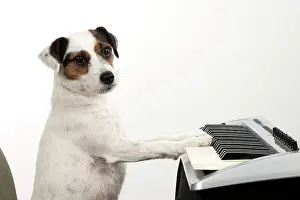 Instruments: Dog - Parson Jack Russell Terrier