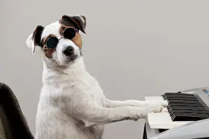 Instruments: Dog - Parson Jack Russell Terrier