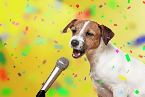 Howling: DOG - Parson jack russell terrier