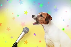 Howling: DOG - Parson Jack Russell Terrier