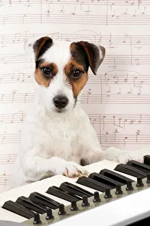 Instruments: DOG. Parson Jack Russell Terrier