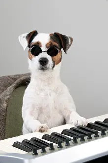 Jack: Dog - Parson Jack Russell Terrier