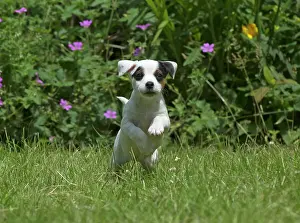 Patches: Dog Parson Jack Russell Terrier 9 week old puppy