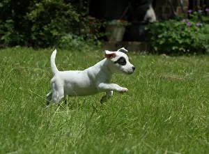 Parson: Dog Parson Jack Russell Terrier 9 week old puppy