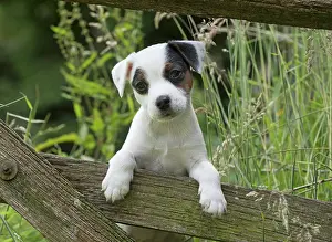 Parson: Dog Parson Jack Russell Terrier 9 week old puppy