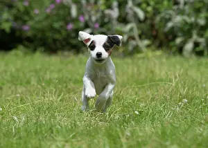 Parson: Dog Parson Jack Russell Terrier 9 week old puppy