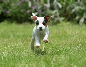 Jack: Dog Parson Jack Russell Terrier 9 week old puppy