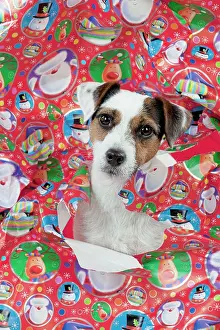 Wrapping: DOG - Parson jack russell terrier looking through