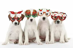 160520: DOG - Parson Jack Russell Terrier - puppies sitting