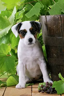 Barrels: DOG. Parson jack russell terrier puppy next to