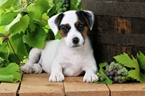 Barrels: DOG. Parson jack russell terrier puppy next to