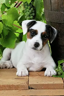 Barrels: DOG. Parson jack russell terrier puppy next to