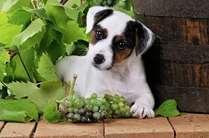 Barrels: DOG. Parson jack russell terrier puppy next to