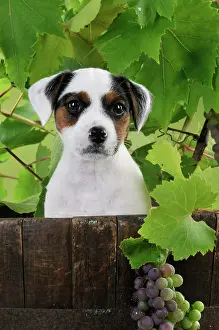 Barrels: DOG. Parson jack russell terrier puppy in barrel with grapes