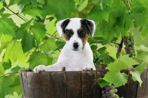 Barrels: DOG. Parson jack russell terrier puppy in barrel with grapes
