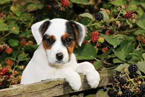 Jack: DOG. Parson jack russell terrier puppy looking over fence