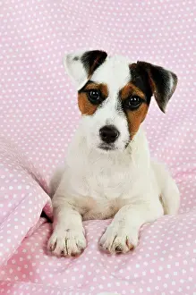 Spotty: DOG. Parson jack russell terrier puppy lying on