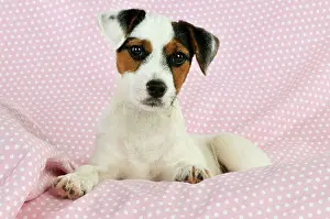 Spotty: DOG. Parson jack russell terrier puppy lying on