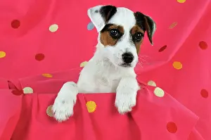 Spotty: DOG. Parson jack russell terrier puppy sitting