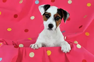 Spotty: DOG. Parson jack russell terrier puppy sitting