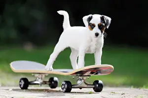 Skateboard: DOG. Parson jack russell terrier puppy on skateboard