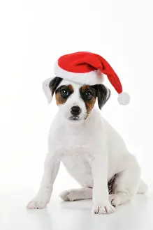 Jack: DOG. Parson jack russell terrier puppy wearing