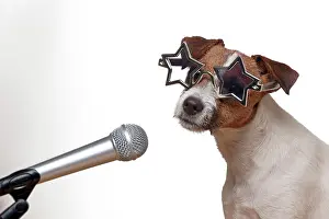 Microphone: DOG - Parson jack russell terrier singing into